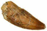 Serrated, Raptor Tooth - Real Dinosaur Tooth #275050-1